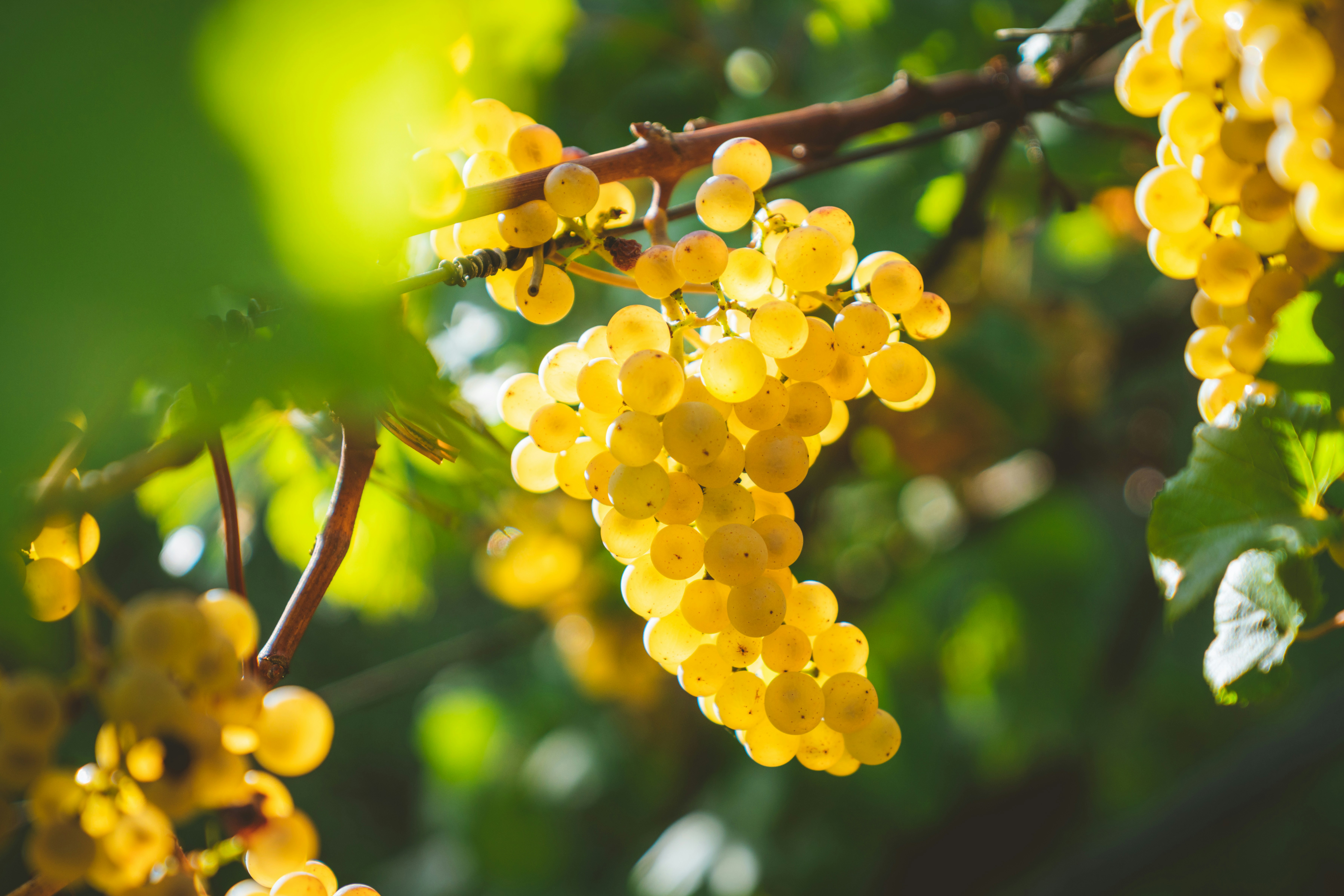 Et glas gyldengul Chardonnay hvidvin med vinmarker i baggrunden