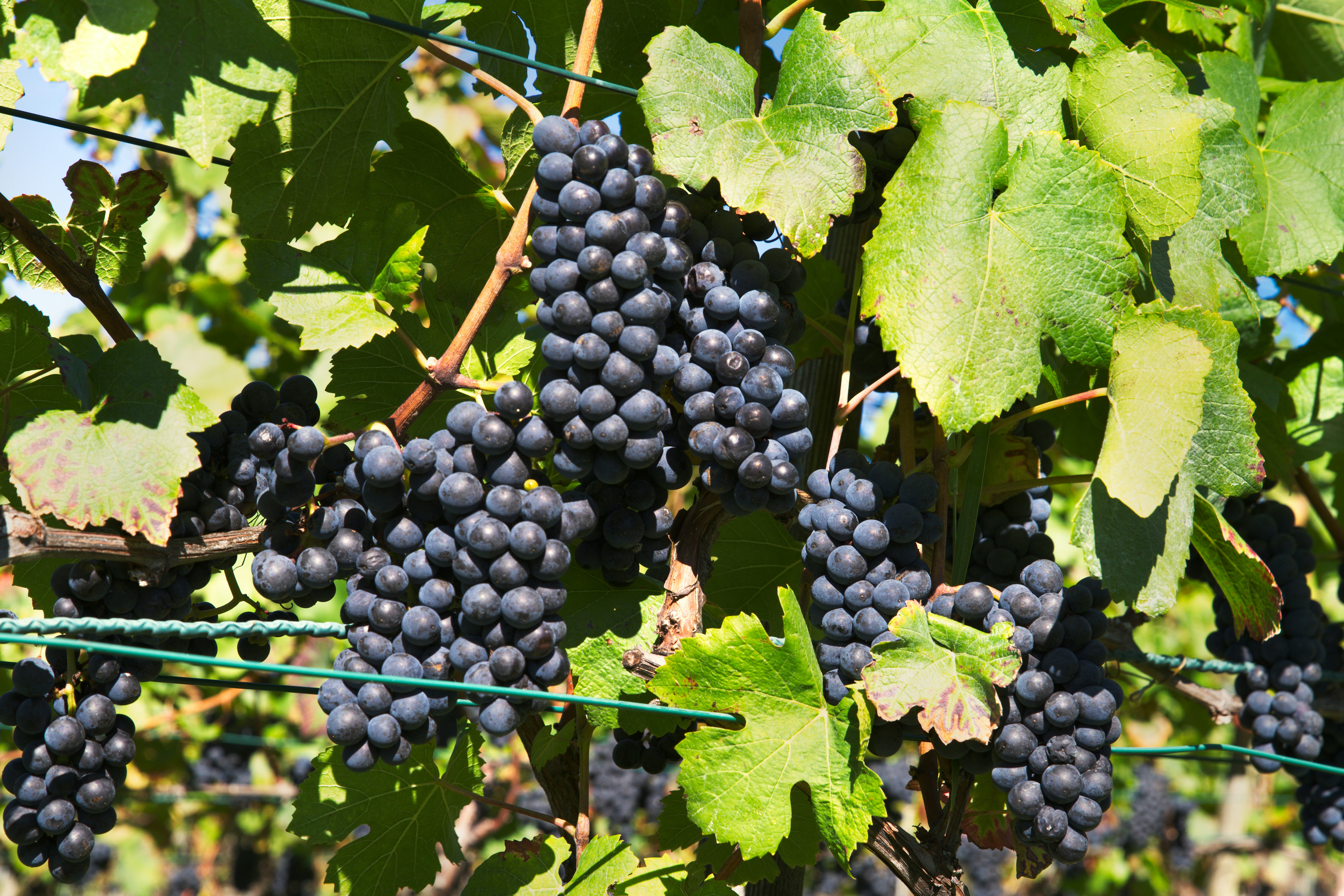 Mørke Pinot Noir druer på vinstok i en vinmark i Bourgogne, Frankreich